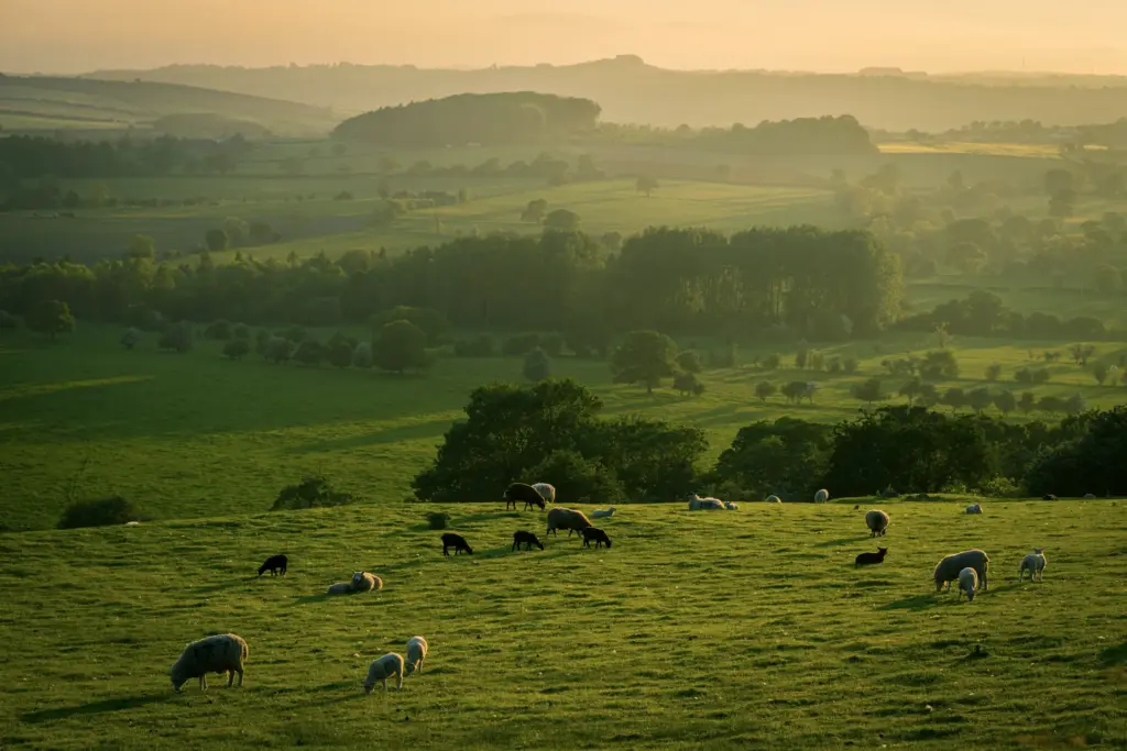 Healthy livestock raised for Qurbani in accordance with Islamic guidelines